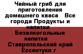 Чайный гриб для приготовления домашнего кваса - Все города Продукты и напитки » Безалкогольные напитки   . Ставропольский край,Ессентуки г.